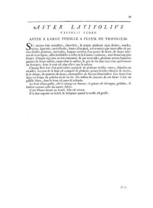 Aster Latifolius Tripolii Flore