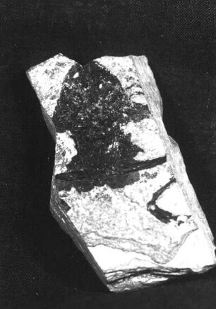 Froschabdruck auf oberoligozänem Schiefer der Schieferhalde von Seifhennersdorf (Kreis Zittau)