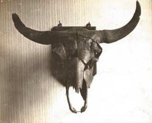 Wisent oder Europäische Bison (Bison bonasus). Schädel von vorn. Zittau: Heimatmuseum 4042