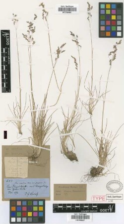 Poa serotina Ehrh. ex Hoffm. var. purpurea Griseb.[holotype]