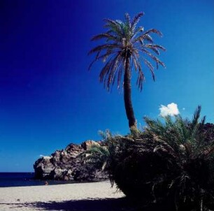 Palmenwald von Vai : Vai auf Kreta. Bucht von Vai. Dattelpalmenhain. Kretische Dattelpalme (Phoenix theophrasti), Aufnahme 1970