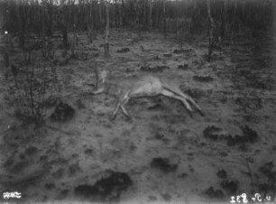 Gazelle : Tote Oribis-Antilope