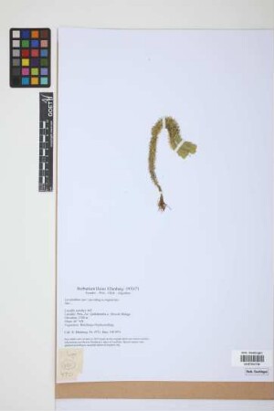 Lycopodium