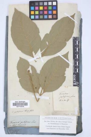 Fraxinus pubescens Lam.