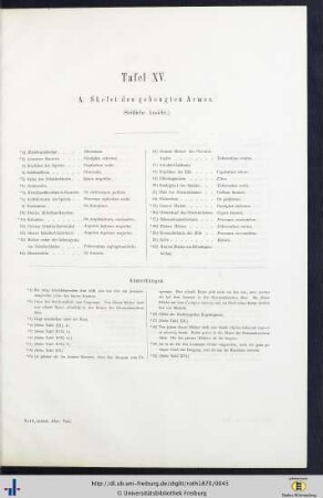 Tafel XV. A Skelet des gebeugtes Armes.