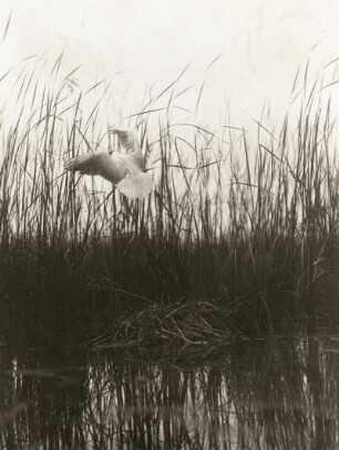 Lachmöwe (Larus ridibundus L.), vom Nest auffliegend