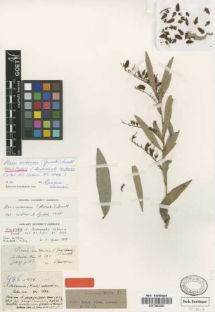 Pieris cubensis (Griseb.) Small [type]