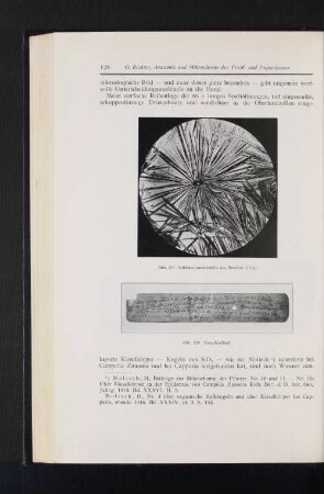 Abb. 157 Sublimationskristalle des Betulins (Orig.) Abb. 158 Corypha-Blatt