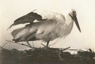 Bad Buchau. Weißstorch (Ciconia ciconia) auf dem Nest