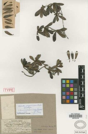 Alibertia jacquinioides Griseb. [lectotype]