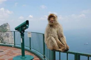 Gibraltar - Überall sind die Affen : Ein Makake-Äffchen sonnt sich auf dem Geländer an der Aussichtsplattform des "Upper Rock", aufgenommen im Mai 2007