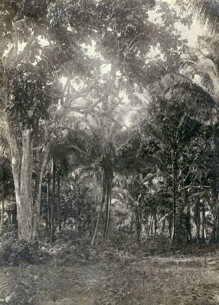 "Peuplement de palmiers et d'arbres fruitiers indigènes le long du fleuve. Fisoa"