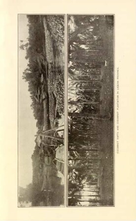 Cocoanut rafts and cocoanut plantation in Laguna Province