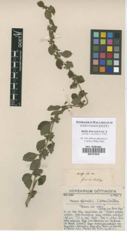 Melissa officinalis L. f. foliosa (Briq.) Opiz