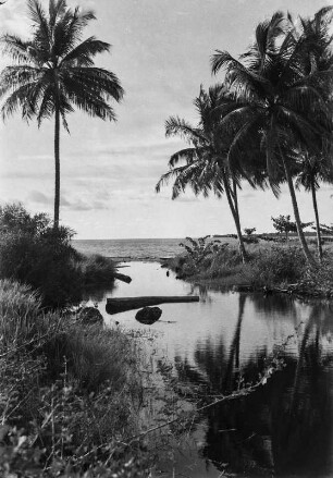 Kokospalmen : Blick auf Kokospalmen. Im Hintergrund ist der Atlantik zu sehen.