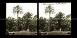 Palmenalle im Garten Essai Hamma, Algier