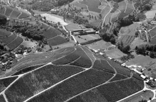 Durbach: Weinberge