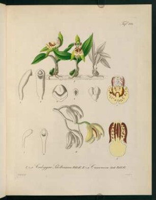134r-134v, Coelogyne Schilleriana...