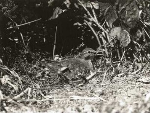 Flussuferläufer (Actitis hypoleucos L.), brütend