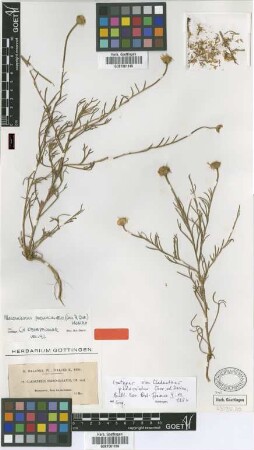 Cladanthus pedunculatus Coss. & Durieu [isotype]