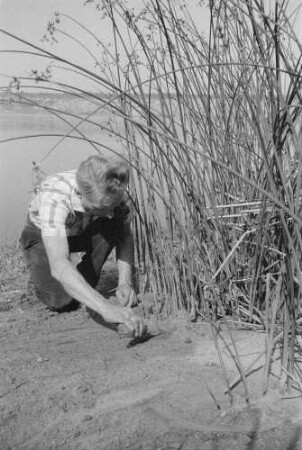 Ufergras. Vielleicht Strandhafer. Landwirt beim Freilegen eines Rhizoms