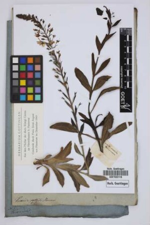 Veronica pallida Hornem.