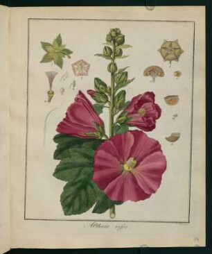 14r, Althaea rosea