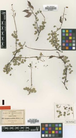 Caesalpinia sessilifolia S.Watson [type]