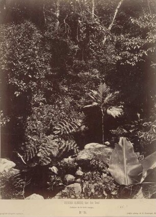 Arecana Palme (Geonoma Elegans, Mart. Patr. Brésil.)