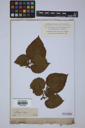Morus nigra L.