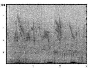 Rohrdommel | Botaurus stellaris - Gesang