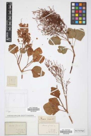 Rumex lunaria L.