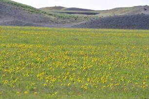 Blumenwiese an der isländischen Südküste