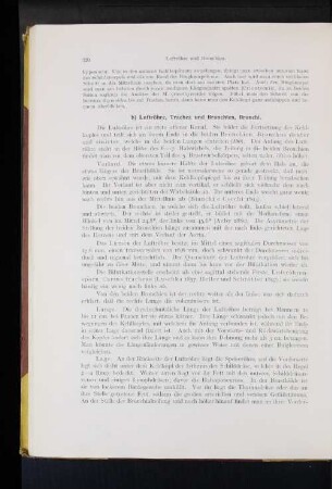 b) Luftröhre, Trachea und Bronchien, Bronchi.
