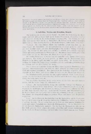 b) Luftröhre, Trachea und Bronchien, Bronchi.