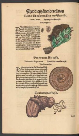 Von dem schnäck nessel. Urtica quarta species quae Purpuris vel Buccinis adnascitur. Ein Schnecknessel.