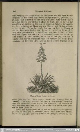 Fig. 113. Maguey-Agave, Agave mexicana