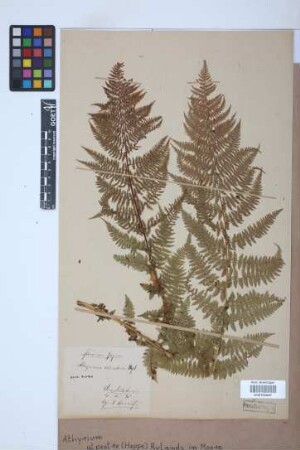 Athyrium alpestre (Hoppe) Rylands