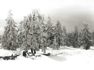 Osterzgebirge. Waldrand am Lugstein