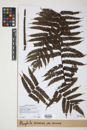 Alsophila erinacea (H.Karst.) D.S.Conant