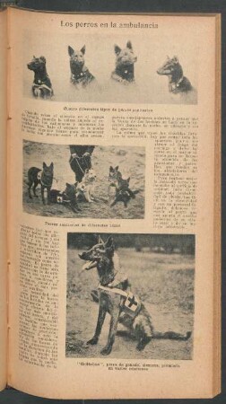 Los perros en la ambulancia