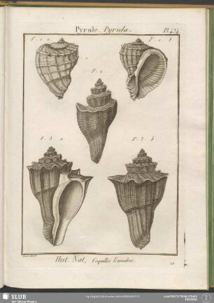 Pl. 434. Pyrule. Pyrula