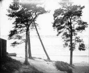 Strand mit Holzhaus und Bäumen