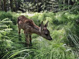 Heimat Natur