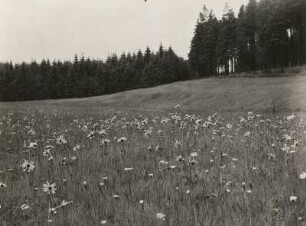 Europa. Echte Arnika (Arnica montana), Wiese