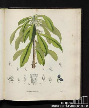Daphne laureola.