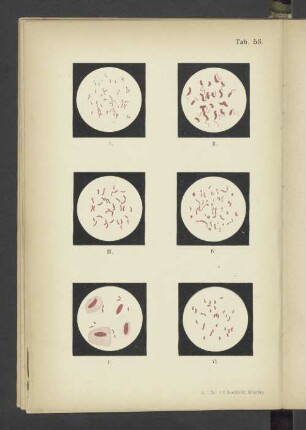 Tab. 53 Vibrio cholerae. - Vibrio Metschnikovii. - Vibrio Proteus