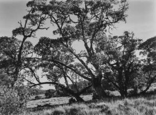 Savanne : Bäume in der Savanne Tansanias