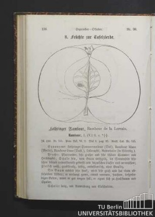 Nr. 96. Lothringer Rambour, Rambour de la Lorrain.
