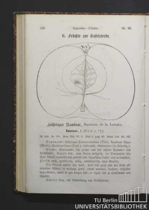 Nr. 96. Lothringer Rambour, Rambour de la Lorrain.